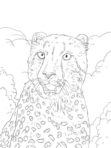 Cheetah Portrait Coloring Page